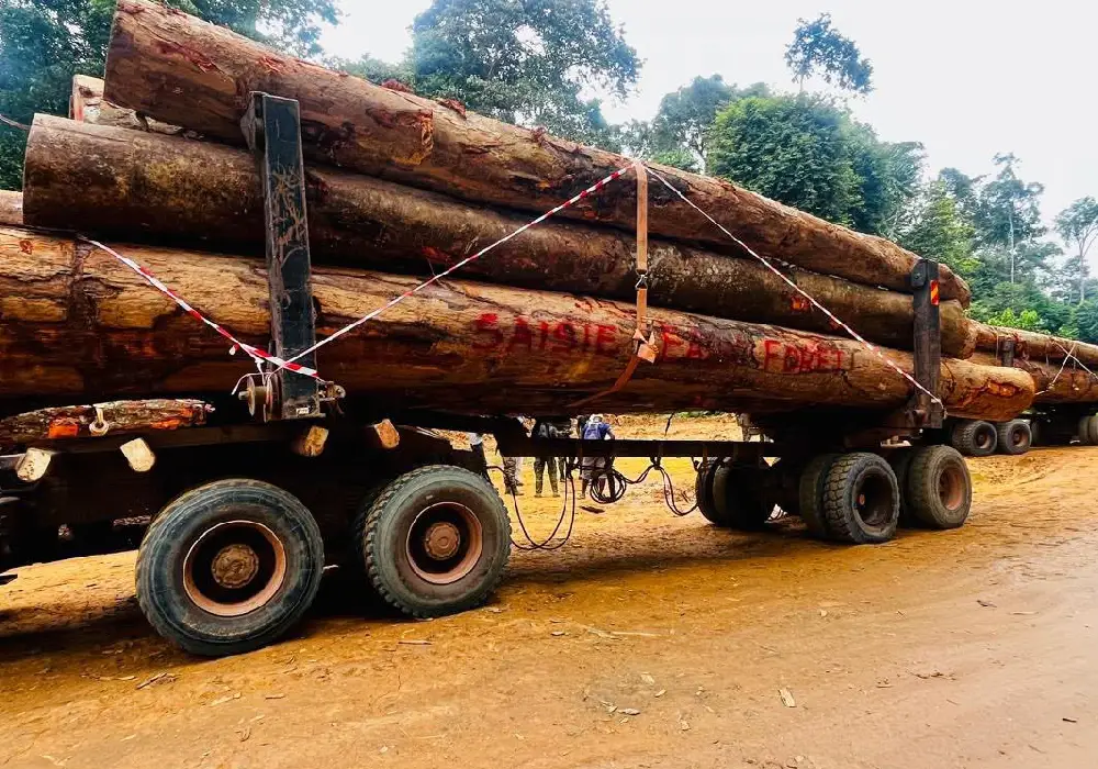 Bois gabonais : l’Europe peut-elle ouvrir un nouveau marché aux essences sous-exploitées ?