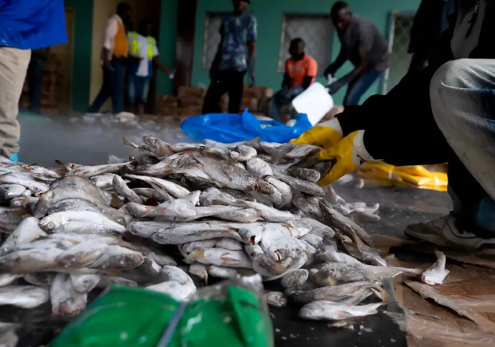 Makokou : 17 tonnes de poisson à 1 000 FCFA le kilo, la Foire itinérante met le cap sur l'Ogooué-Ivindo pour une Libération en bleu