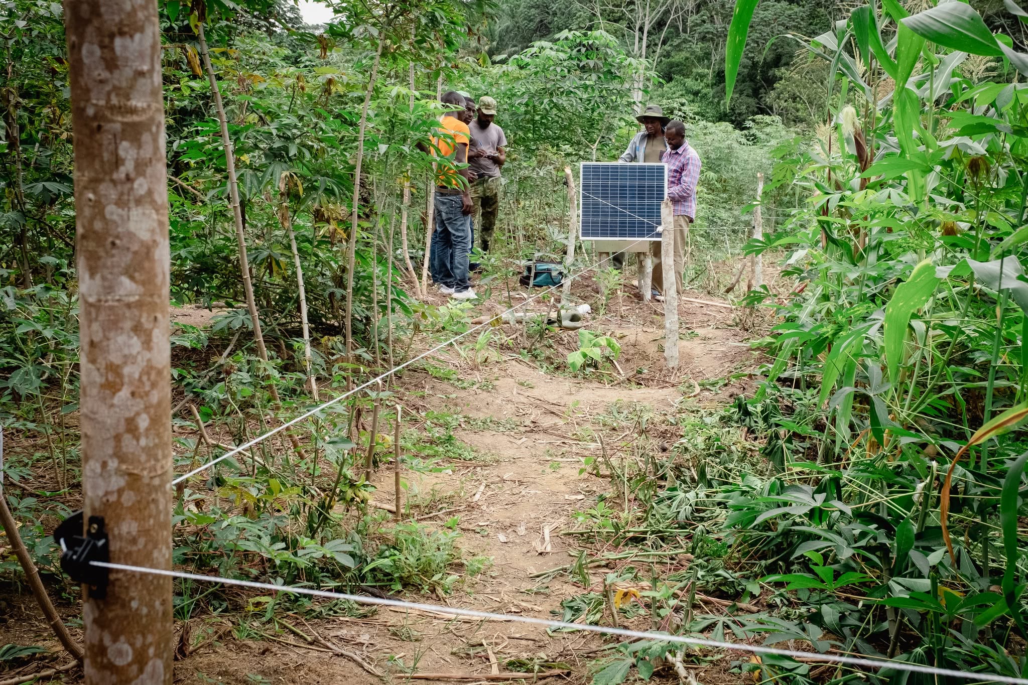 Ogooué-Ivindo : et si l’on assurait les plantations contre les éléphants ?