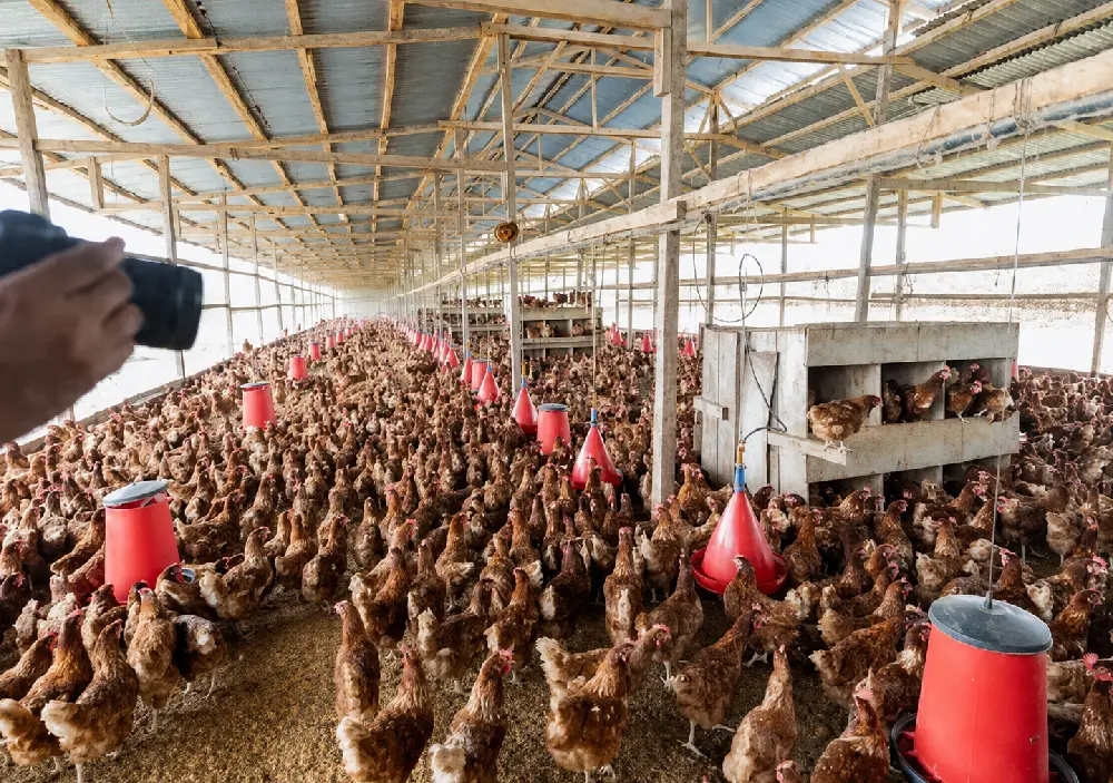 Gabon 2027 : Le pari fou du « poulet made in Gabon » ou comment un pays peut décider de ne plus importer son dîner