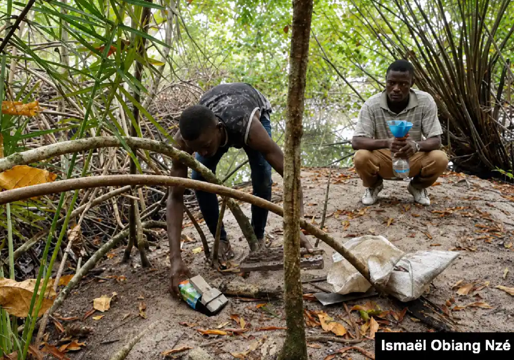 Cap Estérias : quand la mangrove recule, l’économie locale cherche ses marques