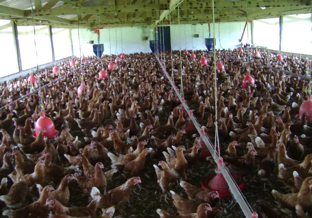 Le gouvernement au chevet des aviculteurs pour arrêter les importations de poulets de chair dès 2027