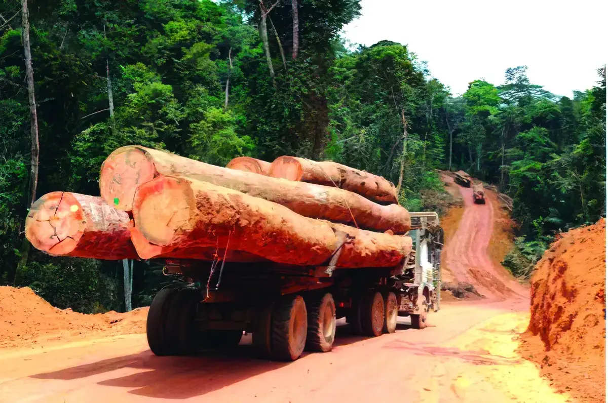 POURQUOI LE BASSIN DU CONGO PEINE A INTERDIRE L’EXPORTATION DE GRUMES
