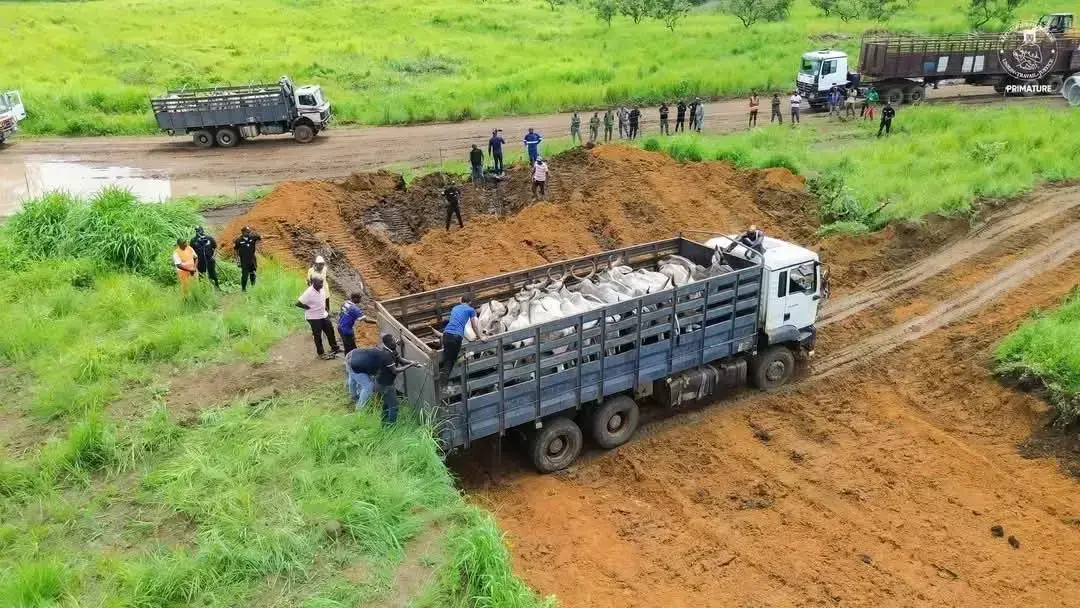LA FILIÈRE BOVINE AU GABON : UNE RÉVOLUTION ÉCONOMIQUE EN MARCHE